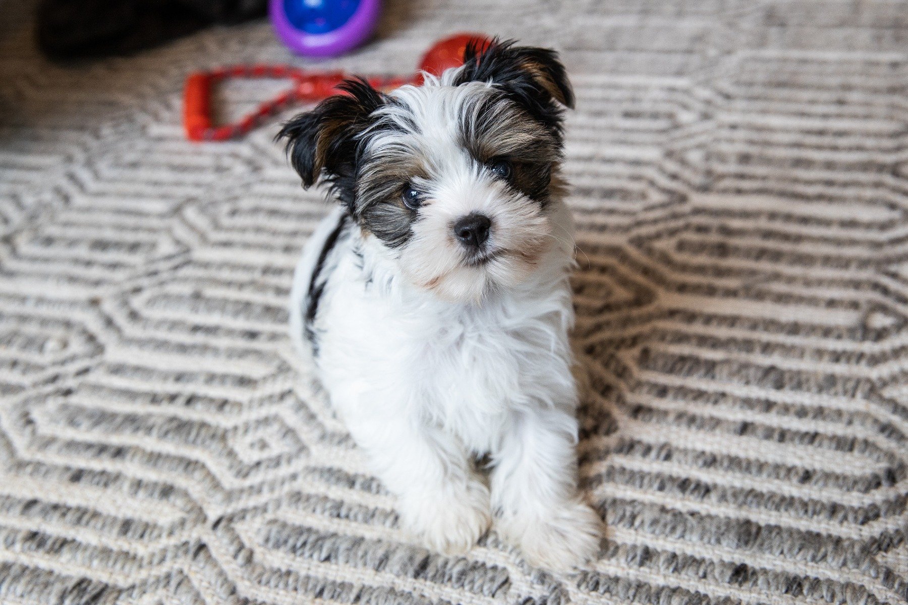 Biewer Yorkshire Terrier auf Teppich