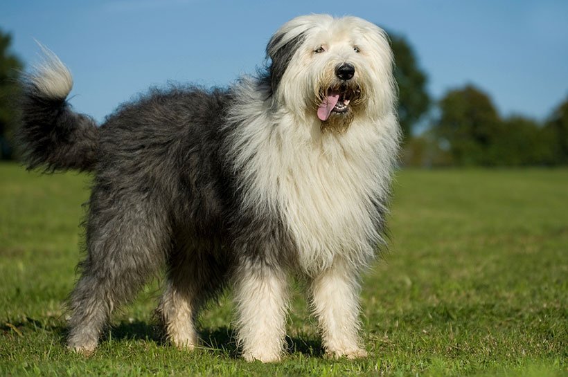 Bobtail steht auf einer Wiese