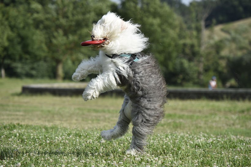 Bobtail fängt Frisbee im Flug