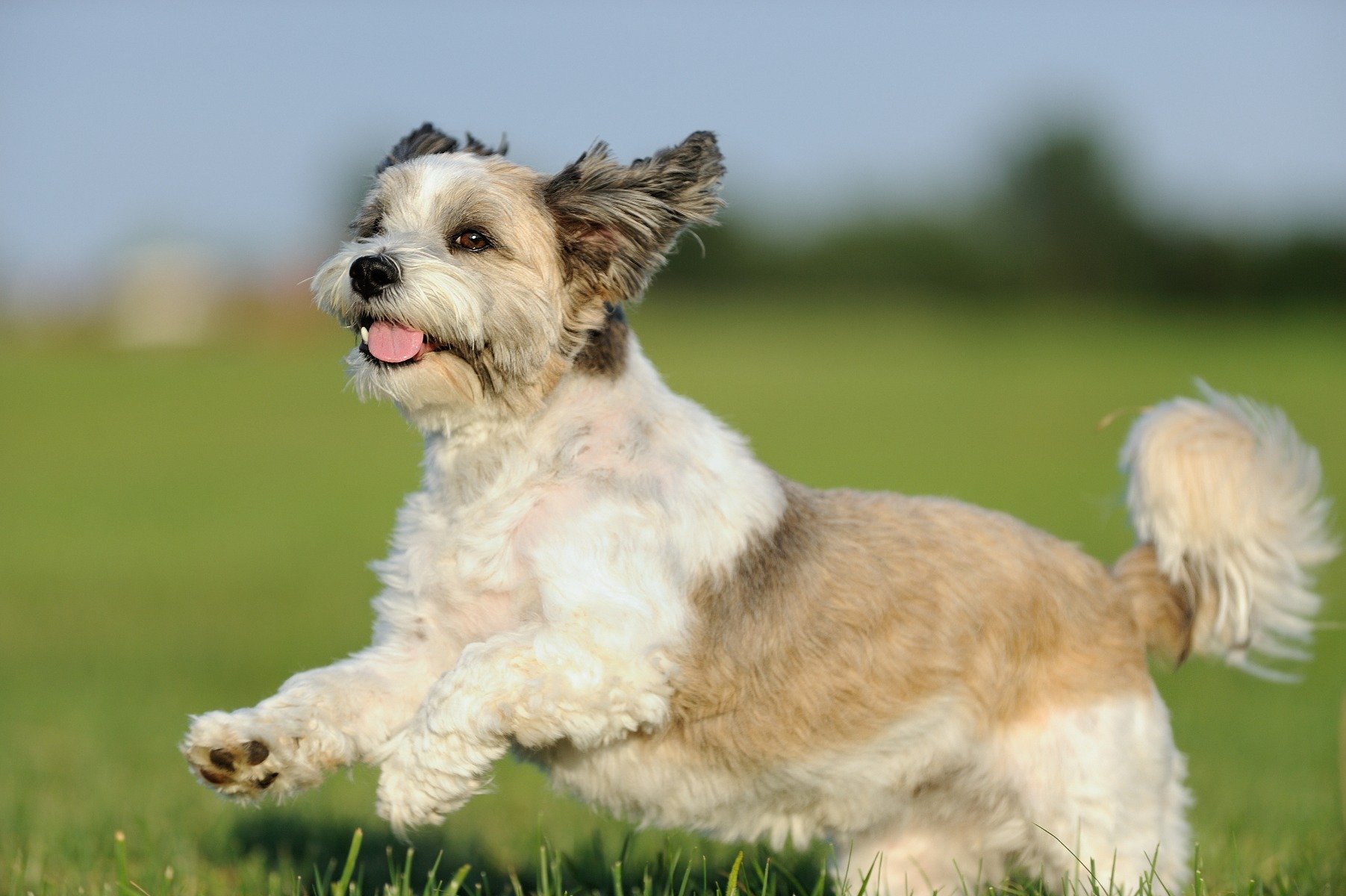 Hund tobt auf einer Wiese