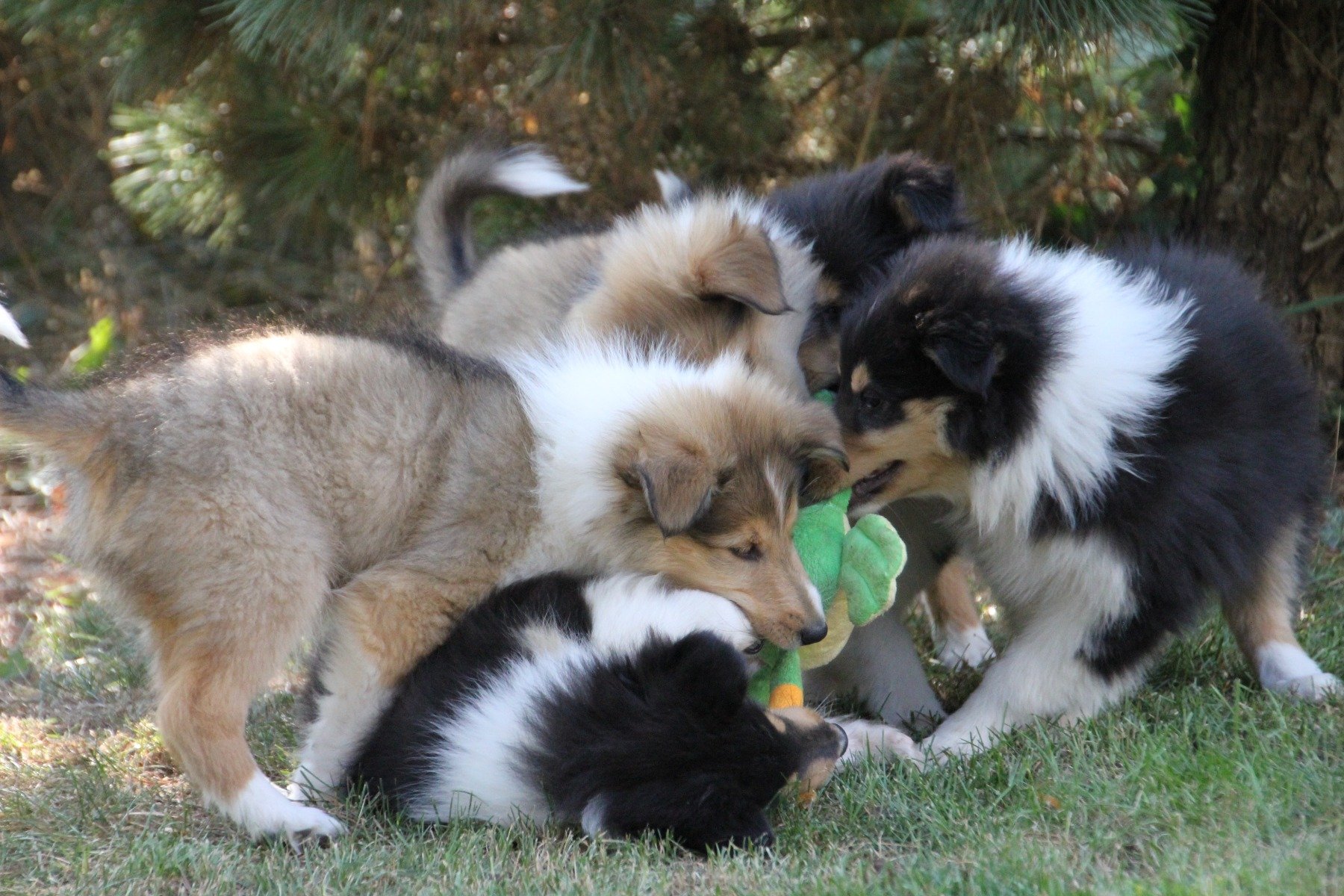 Collie Welpen spielen