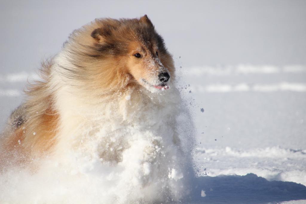 Collie rennt im Schnee