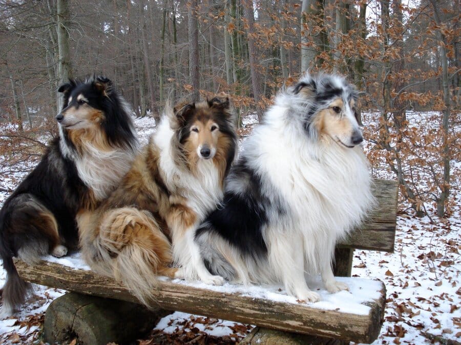 Drei Collies auf einer Bank