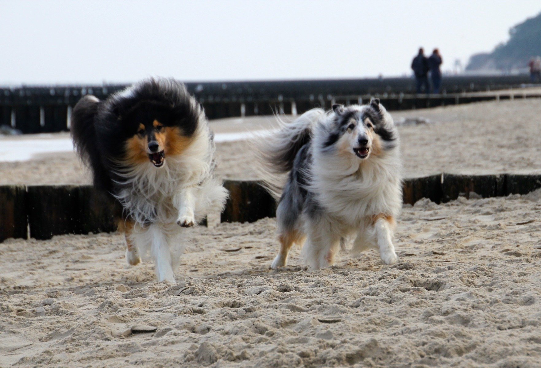 Zwei Collies rennen am Strand