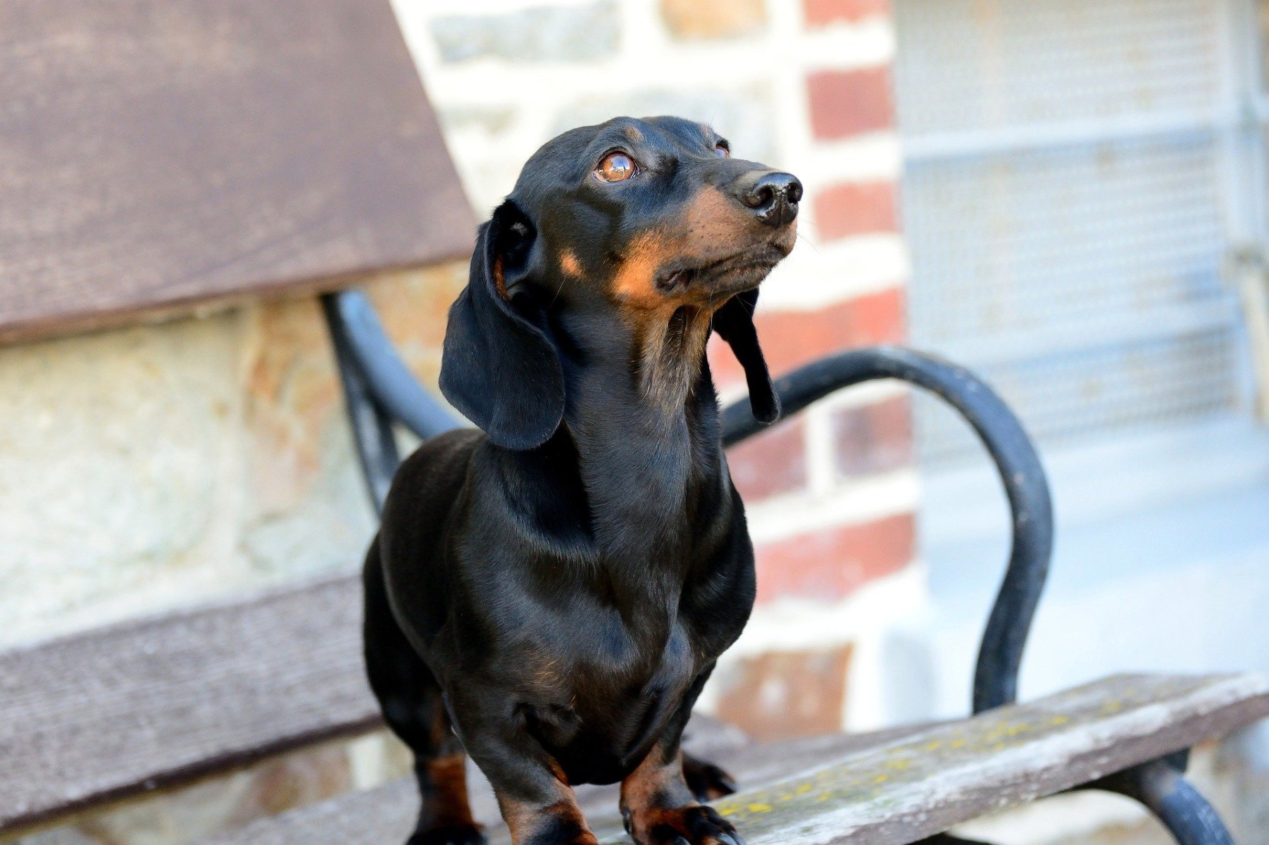 Dackel wurde als Jagdhund gezüchtet