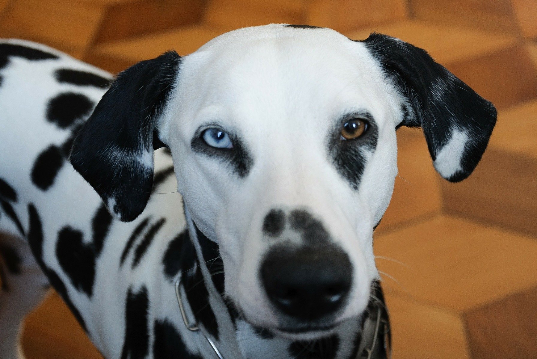 Hund mit zweifarbigen Augen