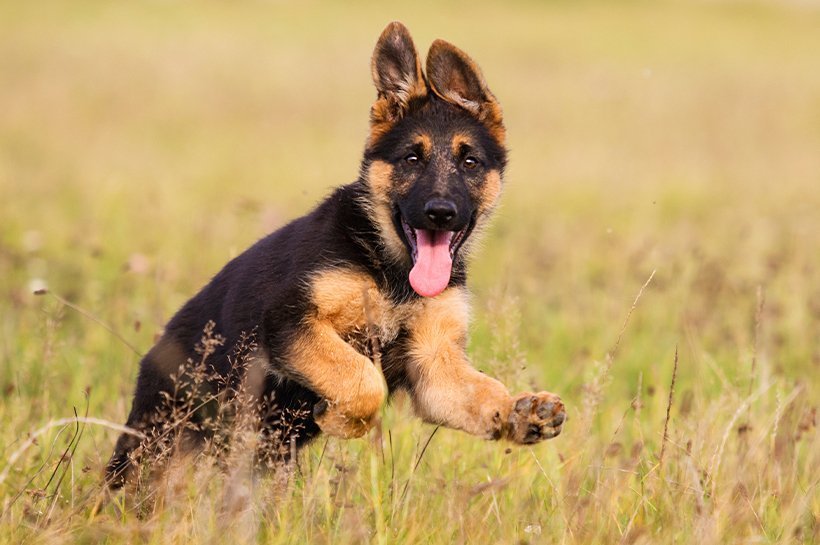 Deutscher Schäferhund Welpe springt über eine hohe Wiese mit ausgestrecktzer Zunge und aufgestellten Ohren