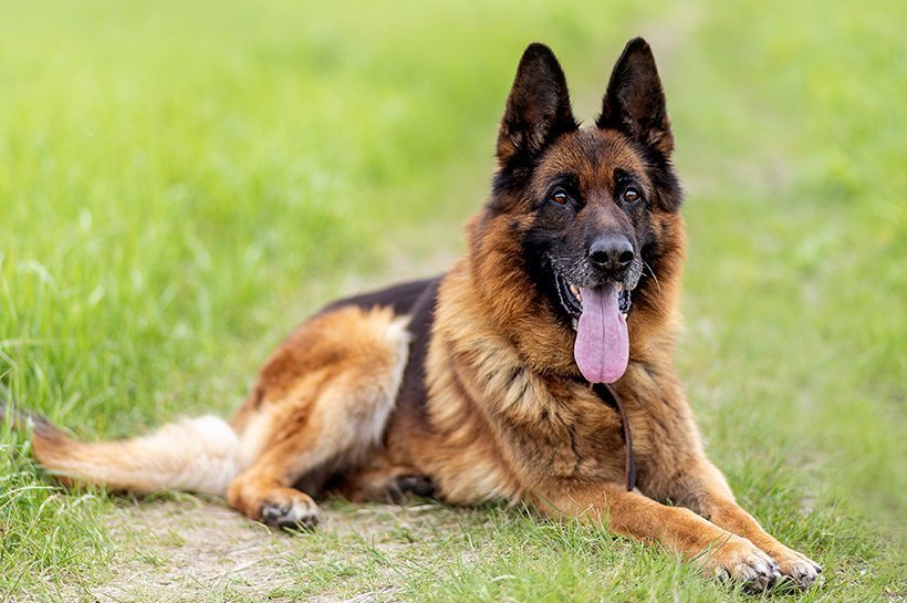Deutscher Schäfer Hund liegt auf einer Wiese mit ausgestreckter Zunge