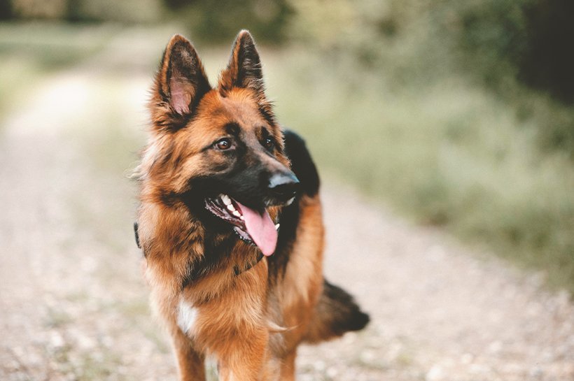 Deutscher Schäferhund läuft über einen Waldweg