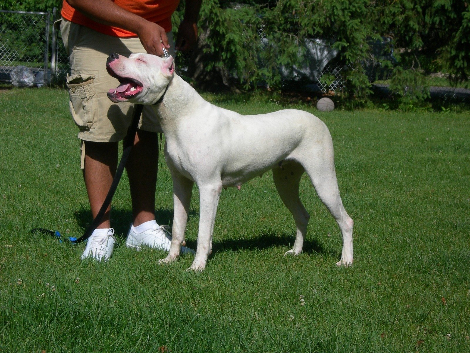 Weißer Dogo Argentino steht mit Halter auf einer Wiese