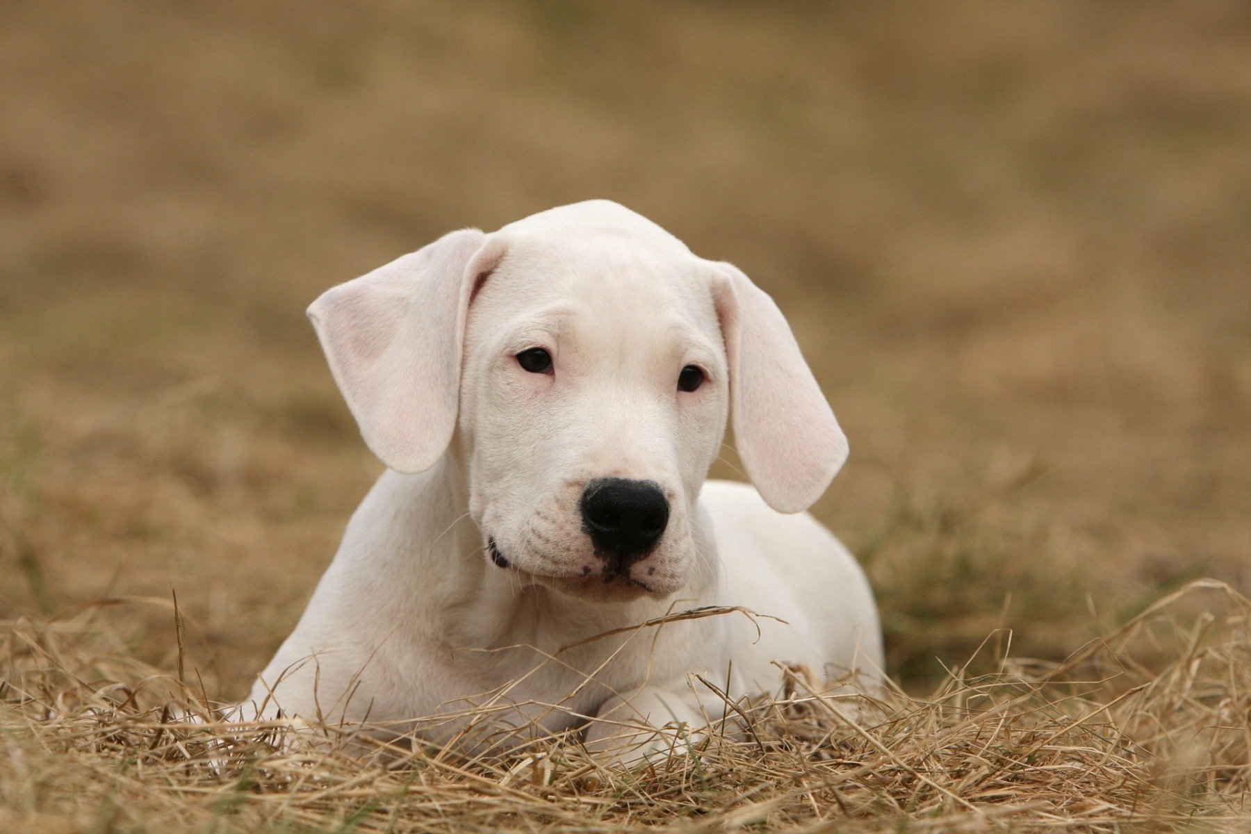 Liegender Dogo Argentino-Welpe