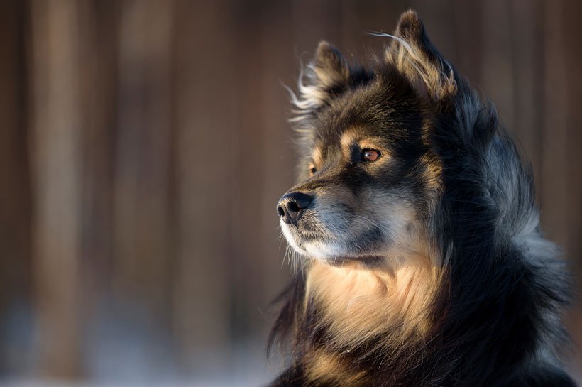 Nahaufnahme eines Finnischen Lapphundes