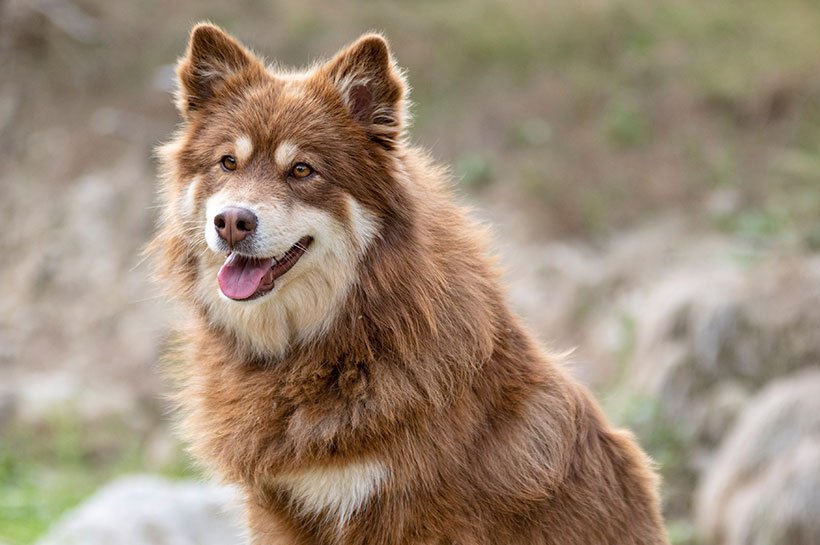 Finnischer Lapphund sitzt auf Stein