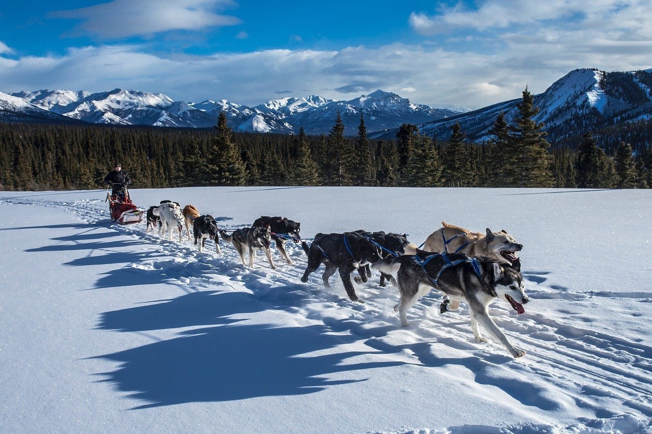 Mehrere Huskys als Schlittenhunde rennen durch Winterlandschaft