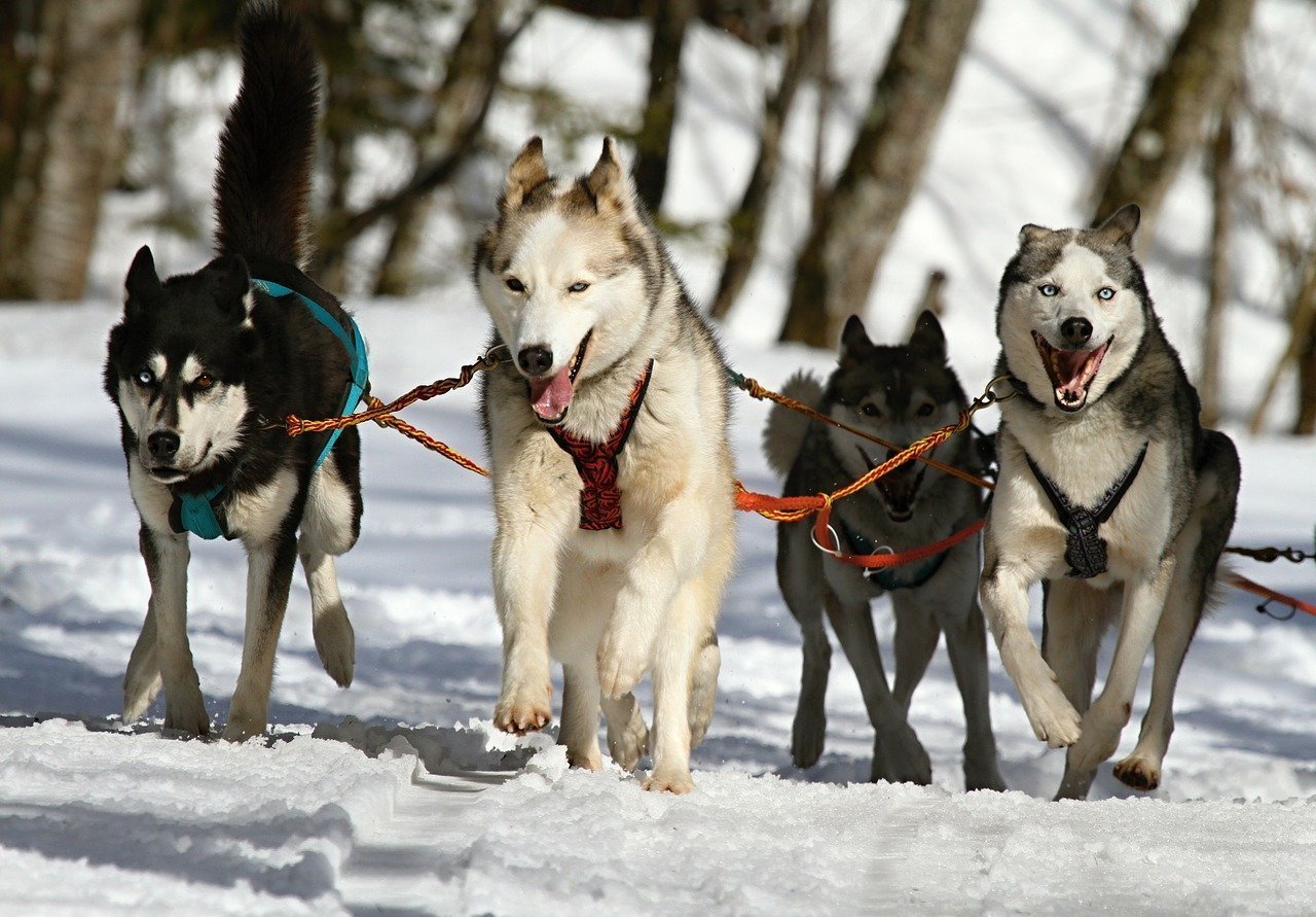 Huskys laufen am Schlitten angebunden durch den Schnee 