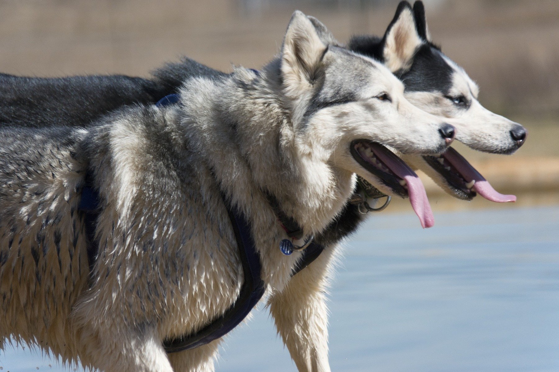 Grau-weißer und schwarz-weißer Husky laufen nebeneinander am Schlitten und hecheln 