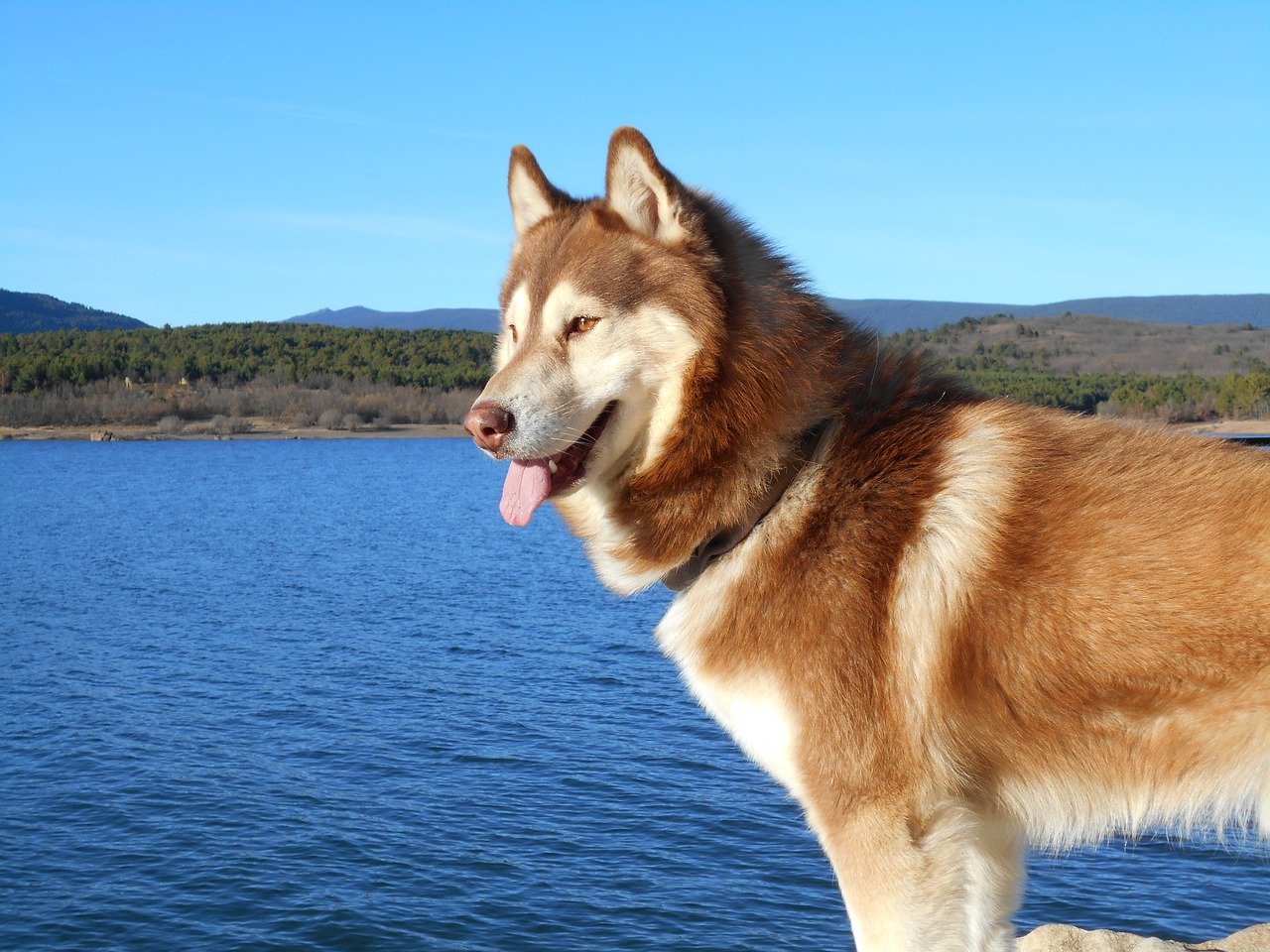 Braun-weißer Husky steht am Wasser