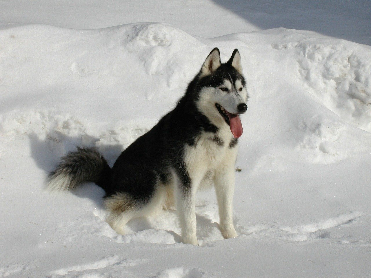 Schwarz-weißer Siberian Husky sitzt im Schnee und hechelt