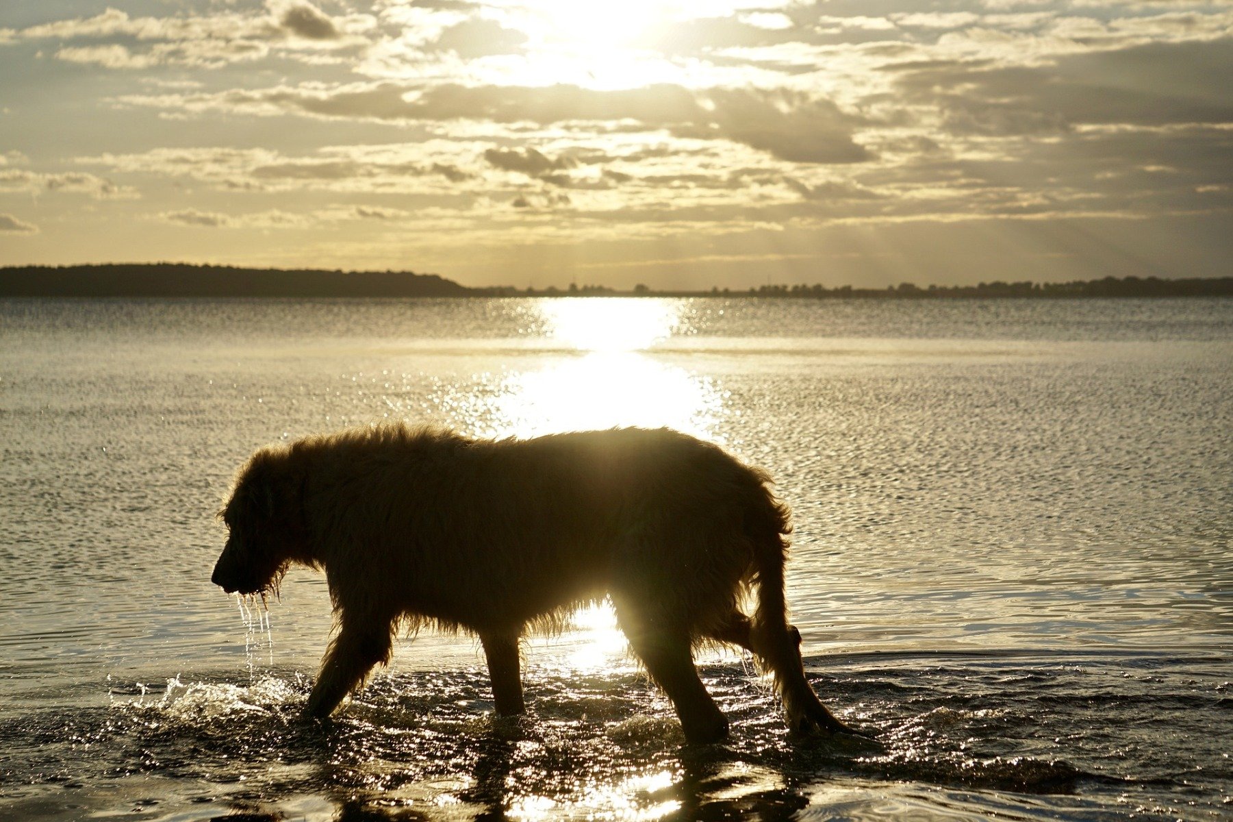 Irischer Wolfshund läuft im Wasser