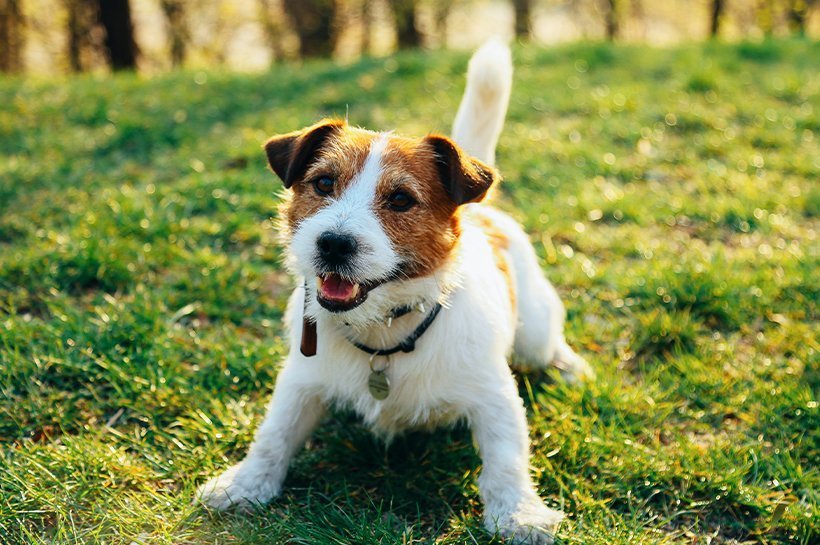 Jack Russel auf einer grünen Wiese bereit für das nächste Spiel