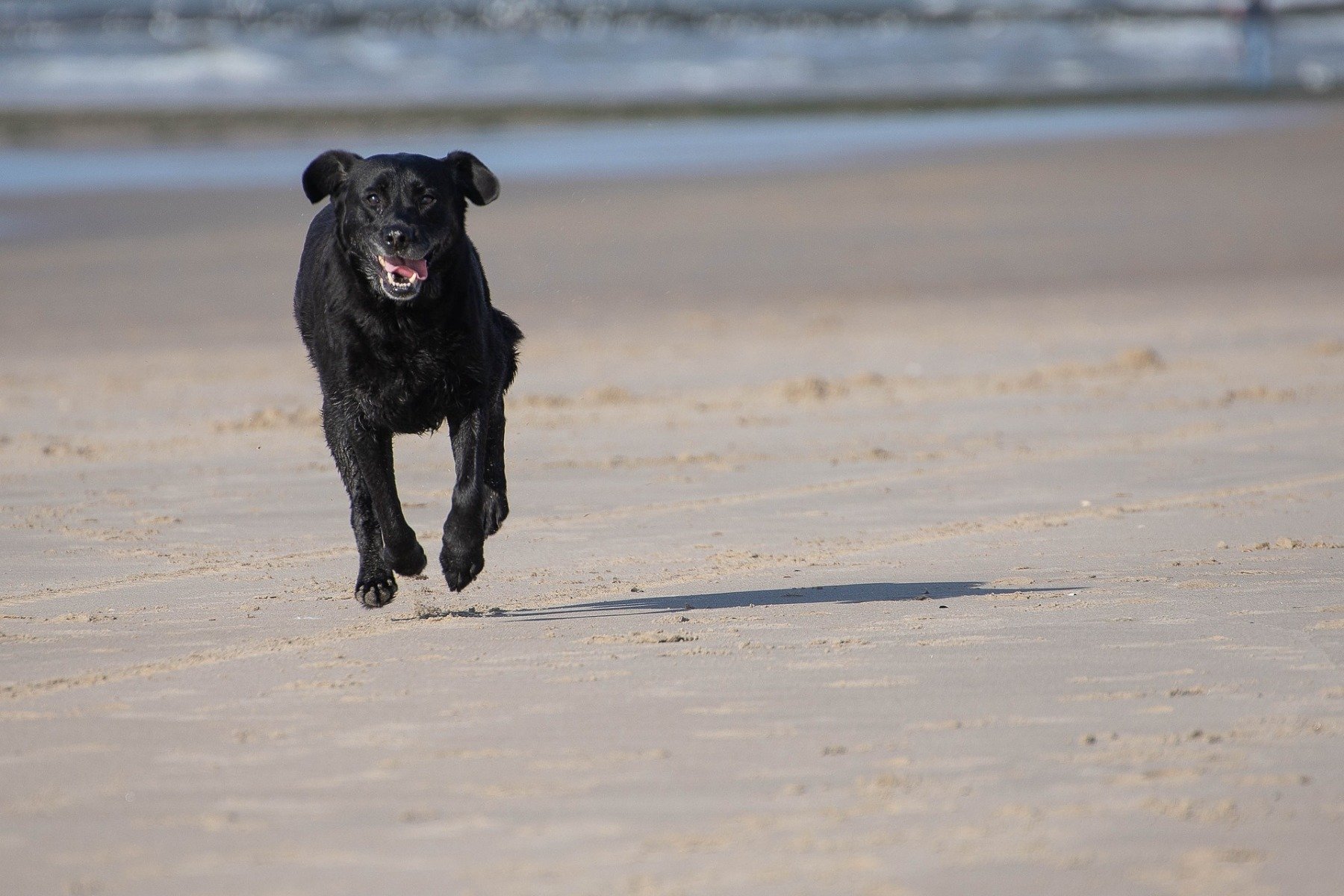 Labrador Retriever als aktiver Familienhund