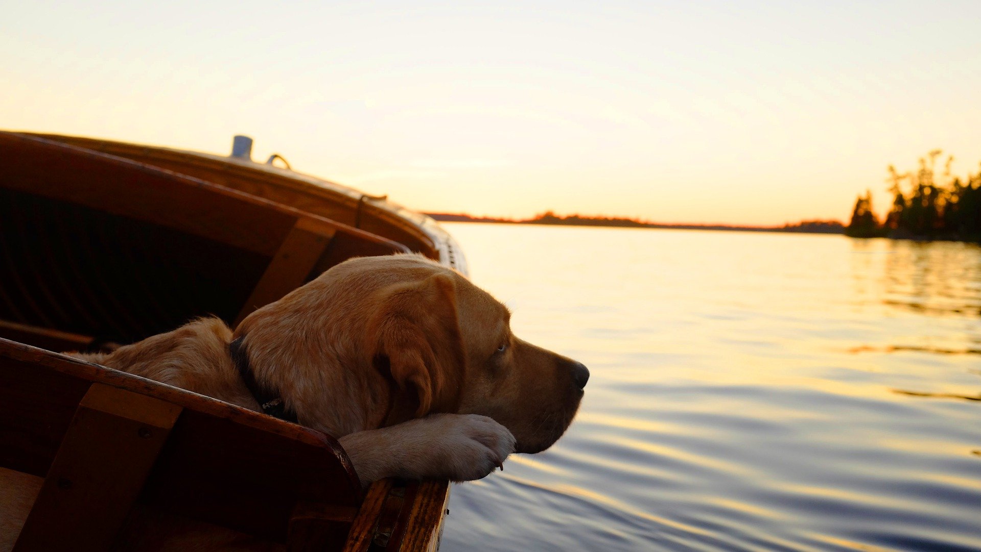 Labrador liebt Wasser