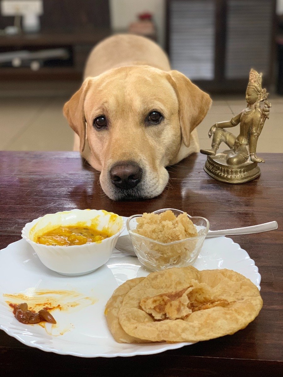 Labrador Retriever hat immer Hunger