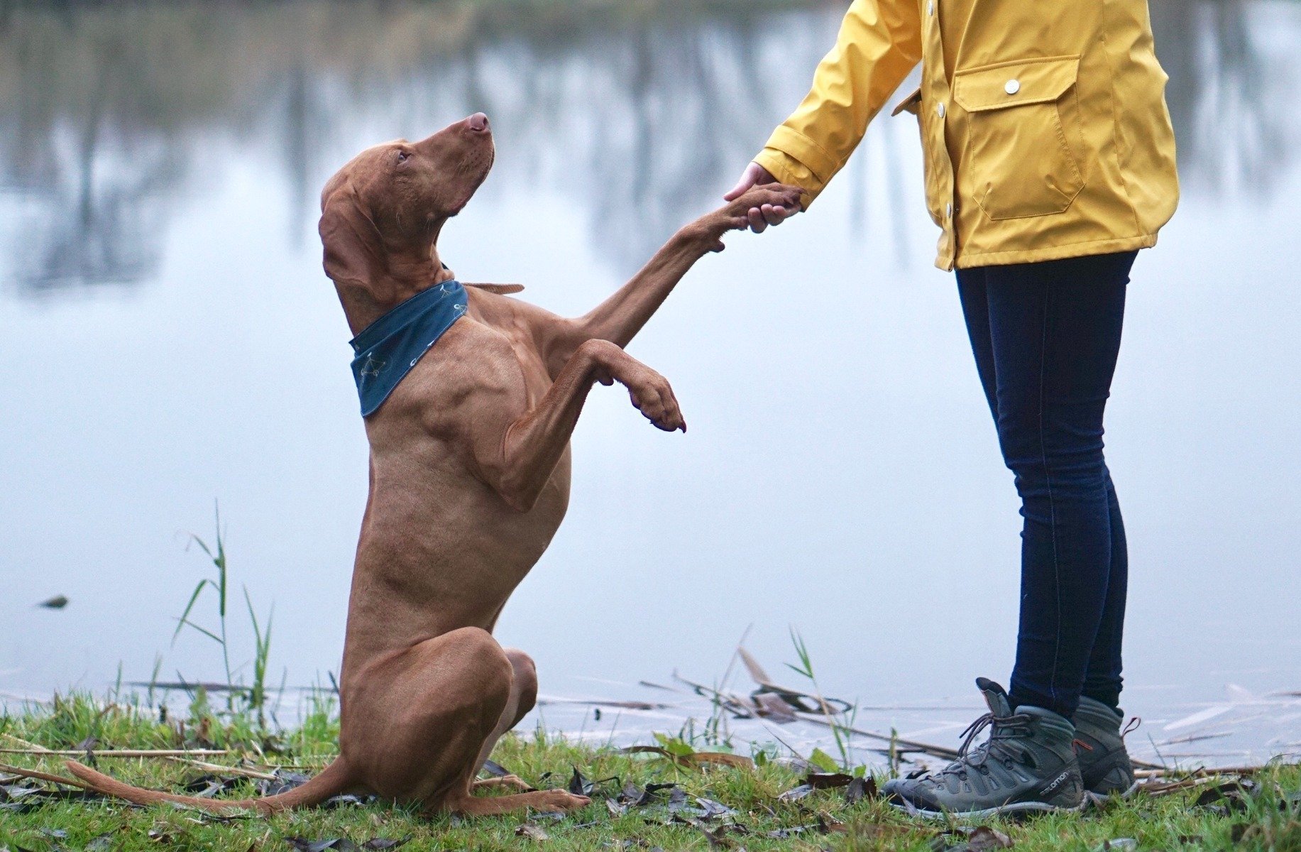 Vizsla gibt Pfote