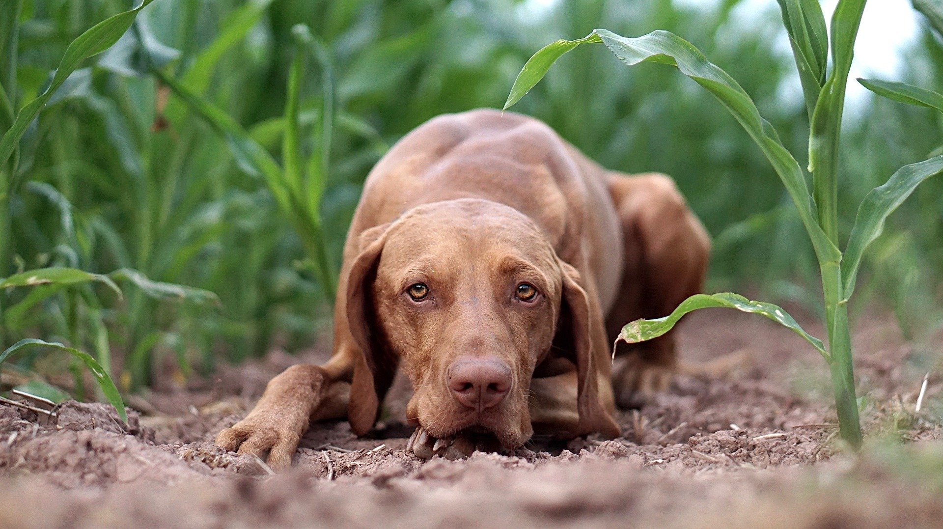 Vizsla liegt im Feld