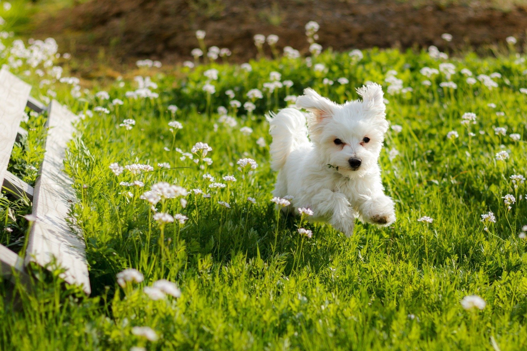 Junger Malteser rennt über die Wiese