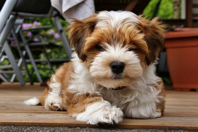 malteser-welpe-erziehung - Malteser Welpen kaufen. Malteser Hunde