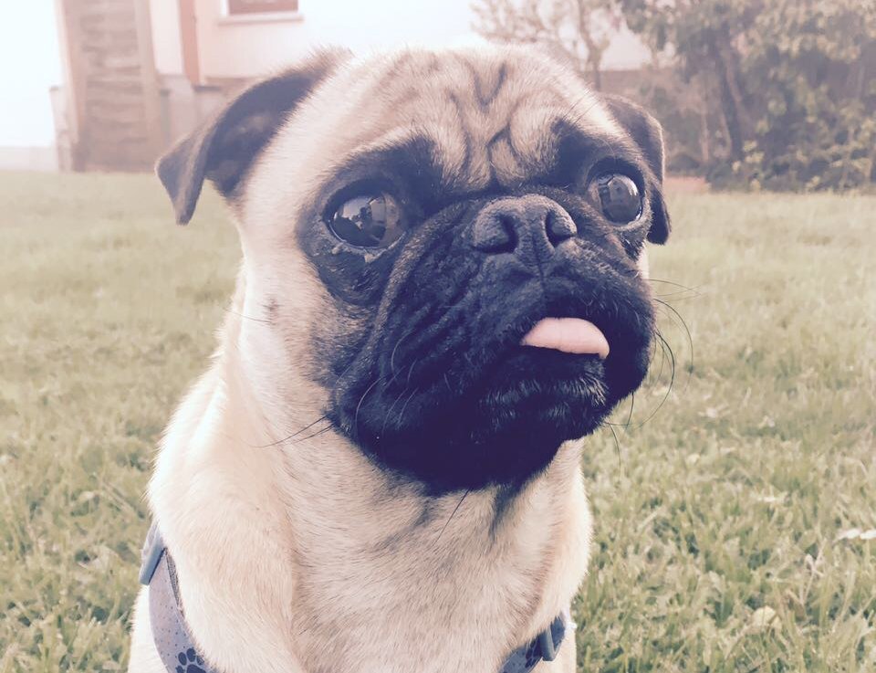 Mops » alle Fakten über den Begleit &amp; Familienhund