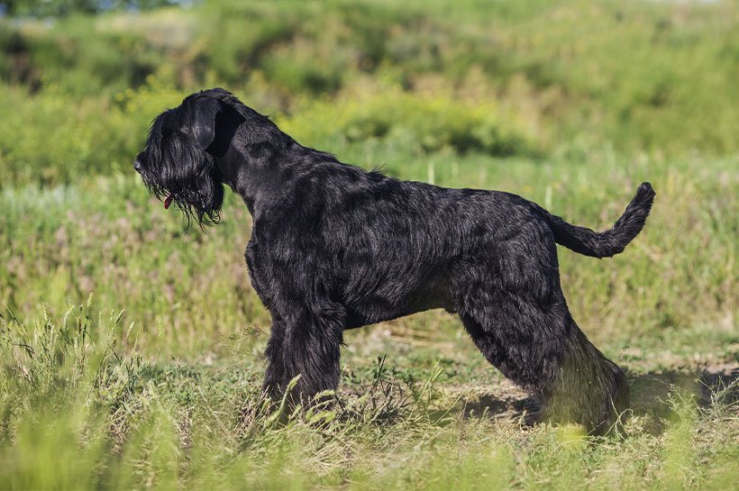 Riesenschnauzer steht auf einer Wiese