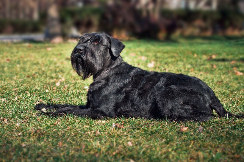 Riesenschnauzer liegt auf einer Wiese