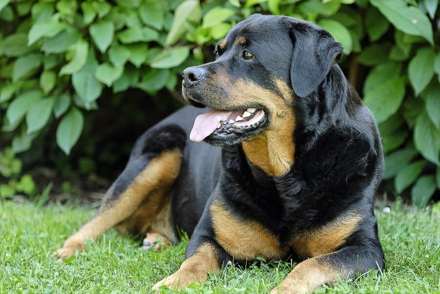 Rottweiler als Wachhund