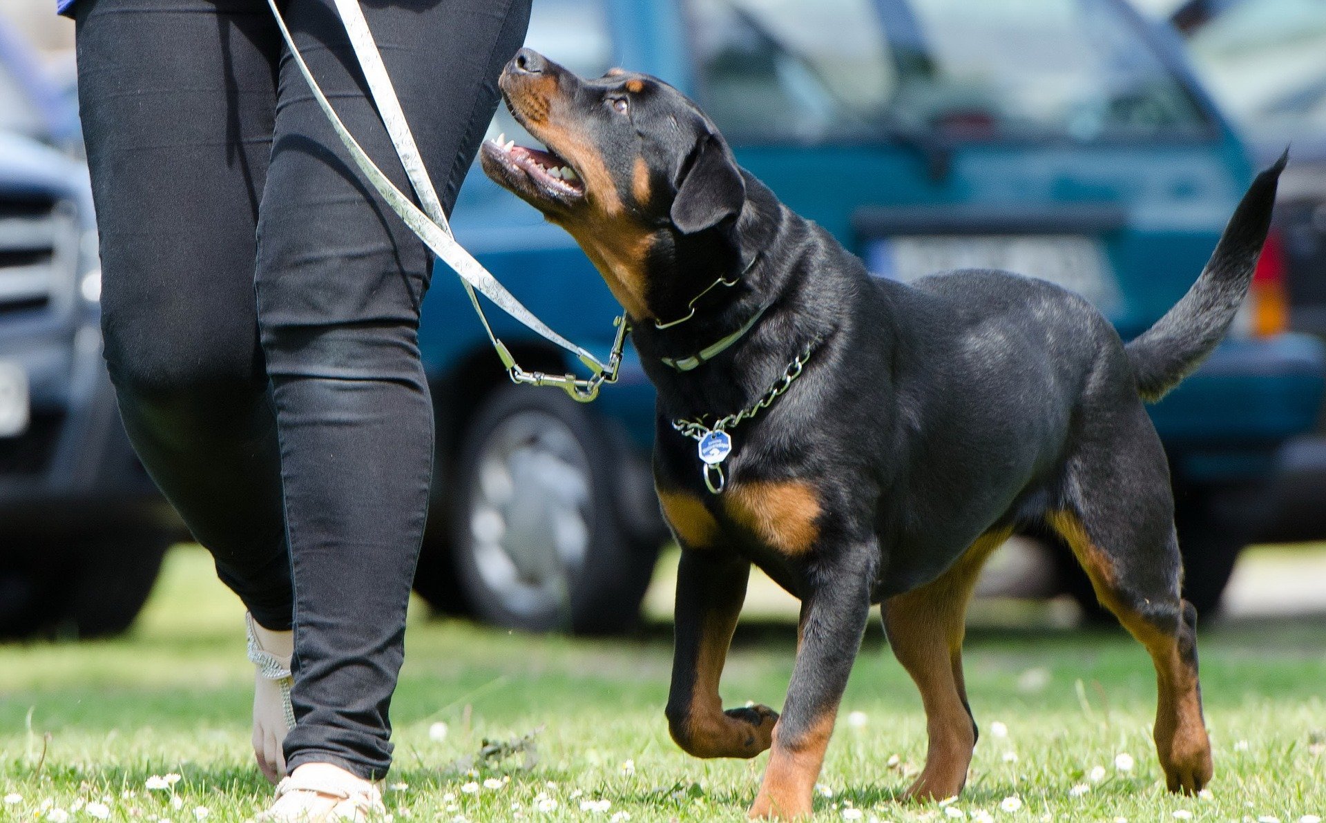 Hundetraining mit einem Rottweiler