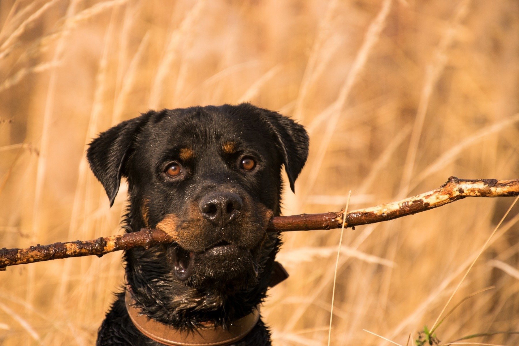 Rottweiler sind sehr aktive Hunde