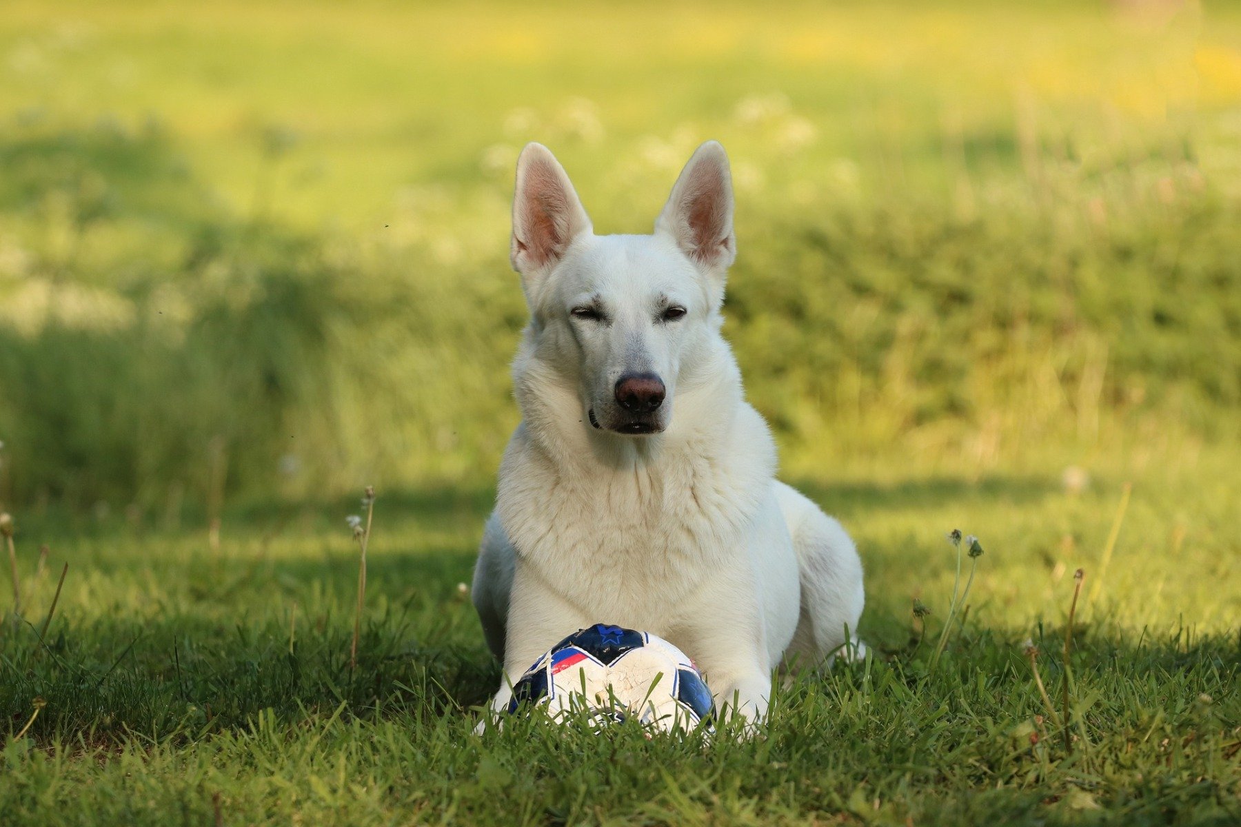 Weißer schweizer Schäferhund liegt auf einer Wiese