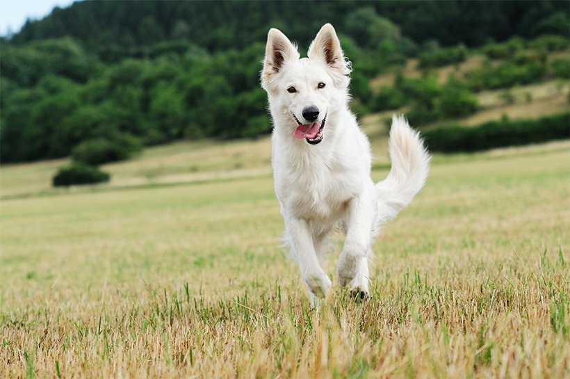 Weißer Schäferhund rennt über eine Wiese