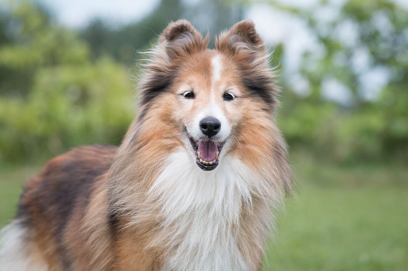 Portrait eines Shelties 