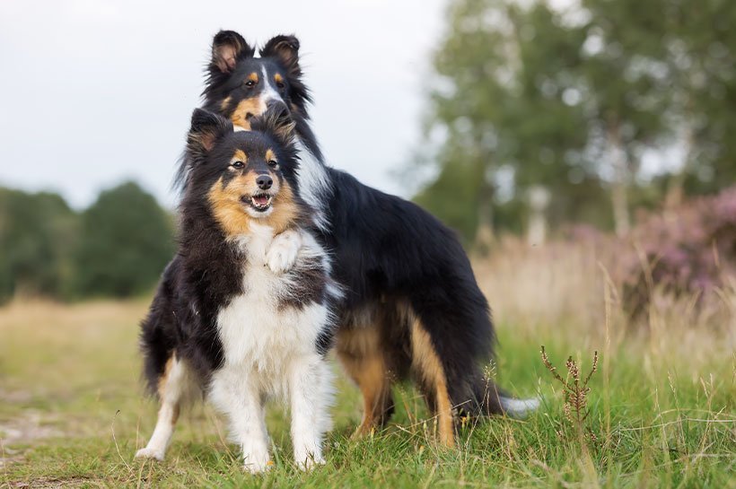 Zwei Shelties spielen