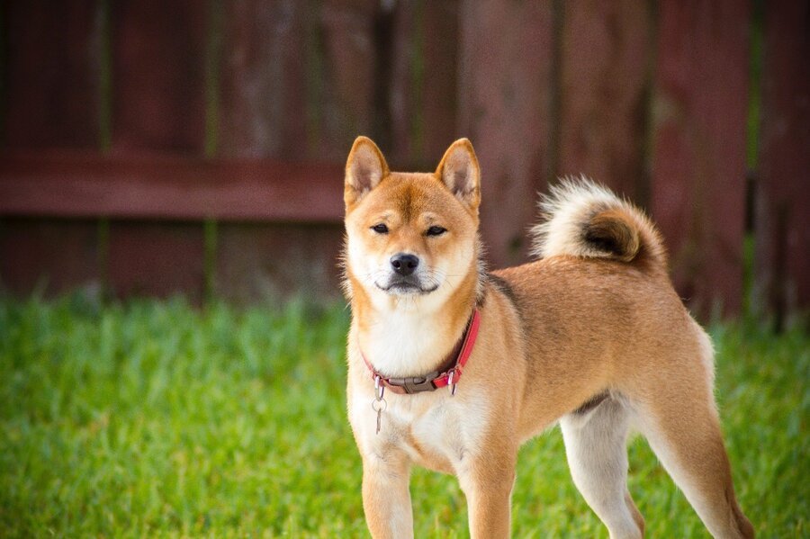 Shiba Inu in Rot-Sesam mit rotem Halsband