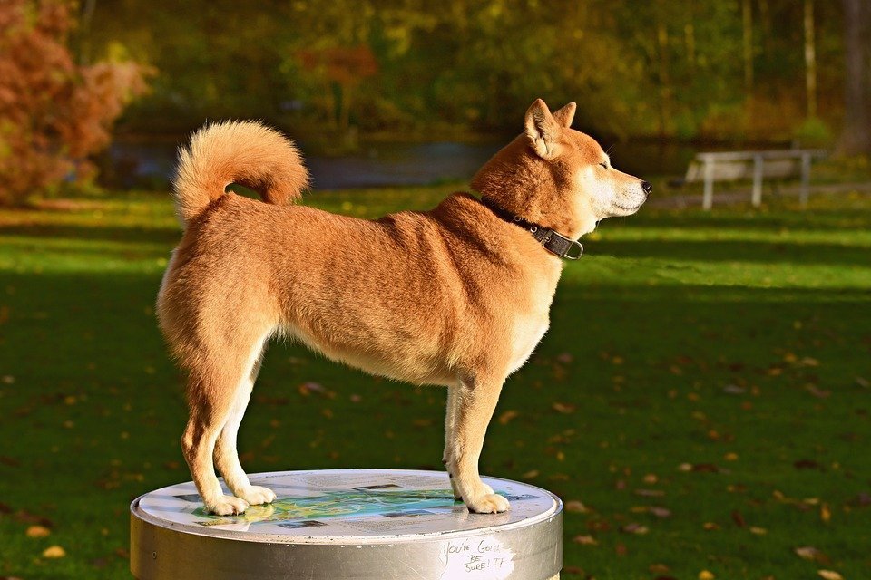 Roter Shiba Inu in der Seitenansicht