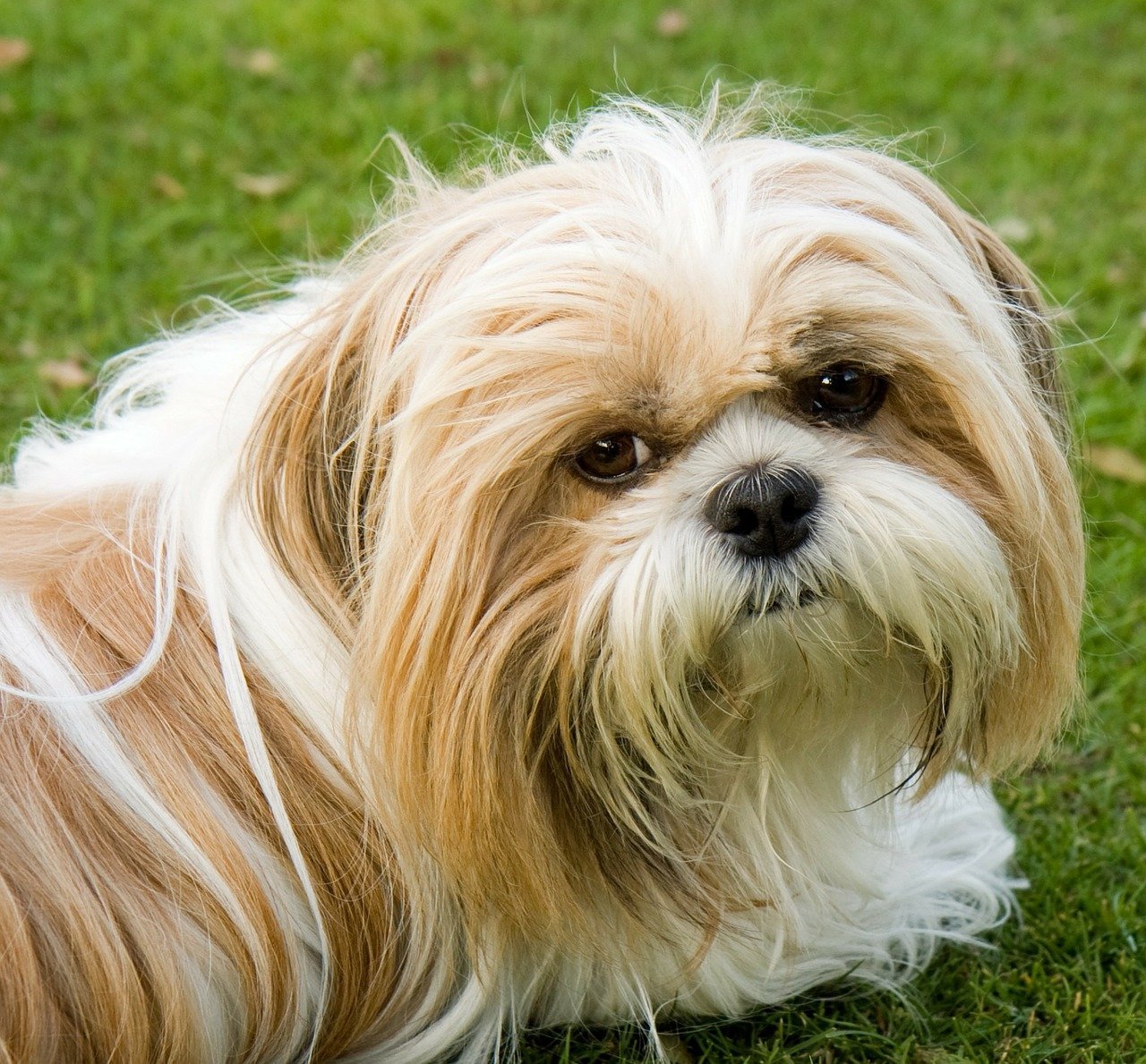 Shih Tzu mit langem Fell