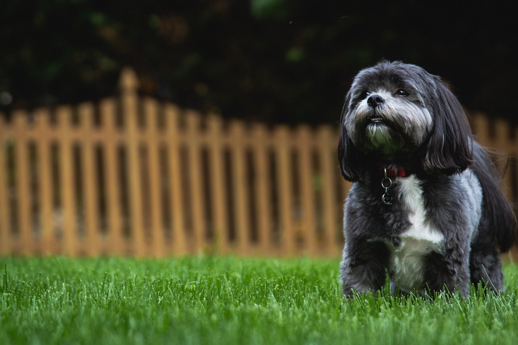 Dunkler Shih Tzu mit geschorenem Fell