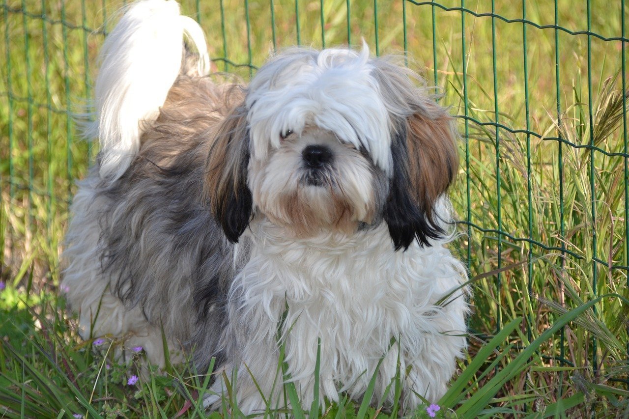 Shih Tzu mit langem Fell