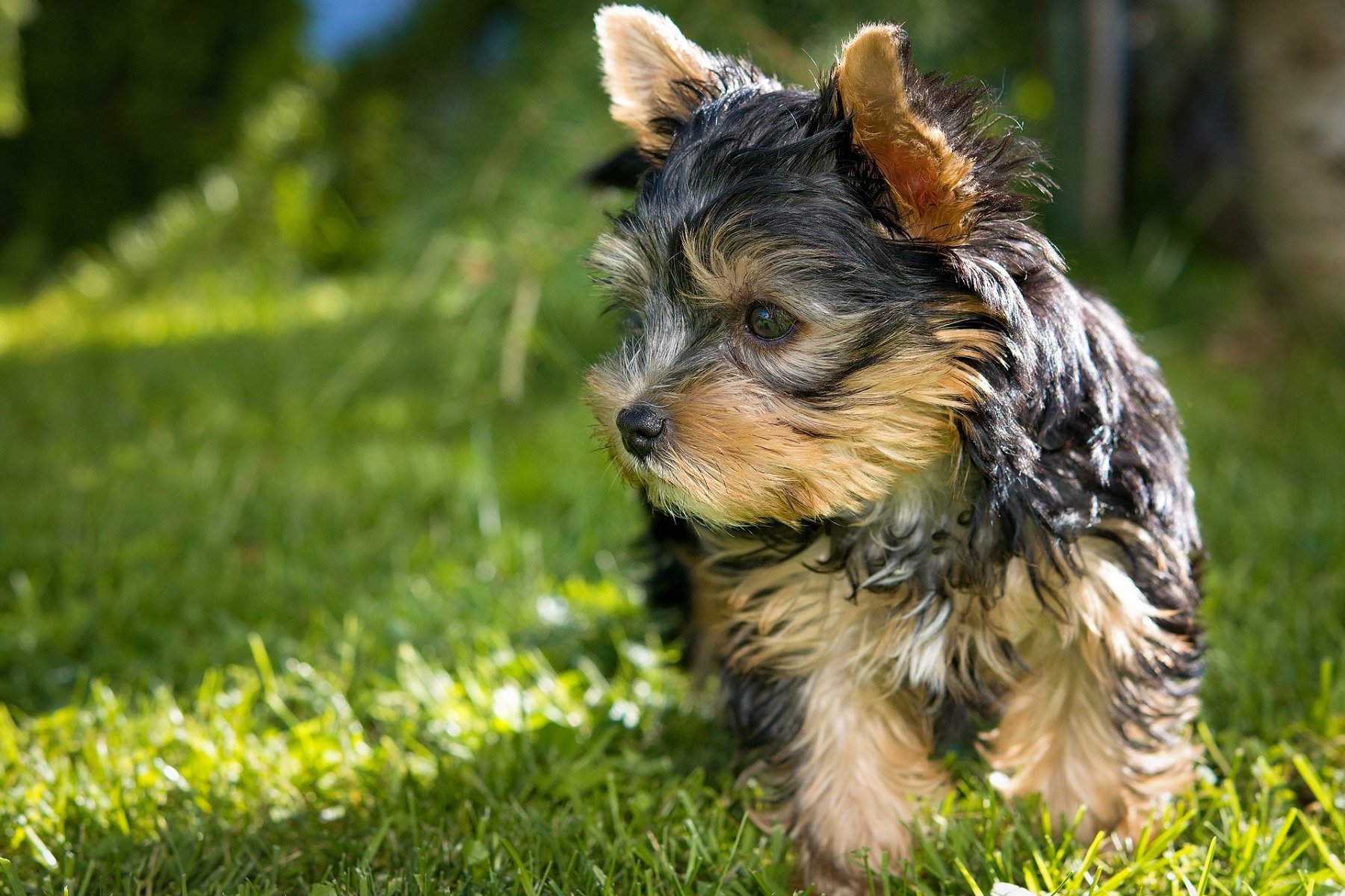 Yorkshire Terrier Welpe auf Rasen