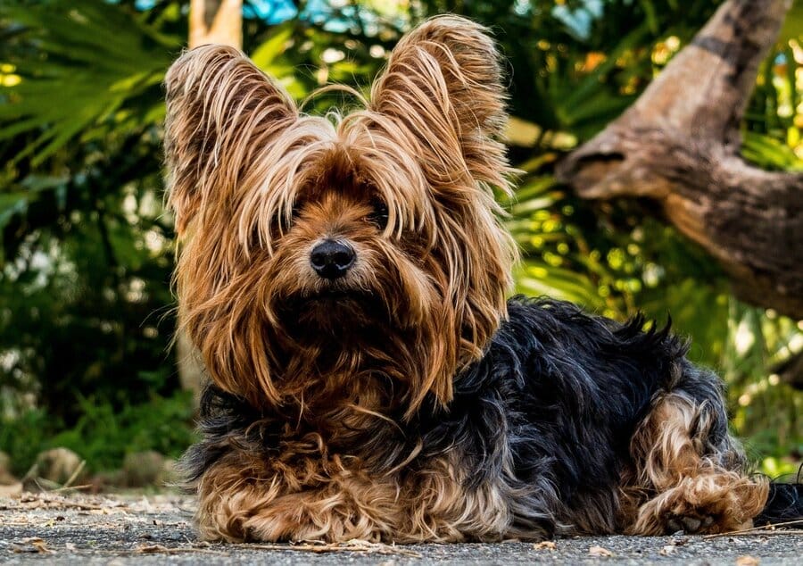 Yorkshire Terrier Gesicht, getrimmt