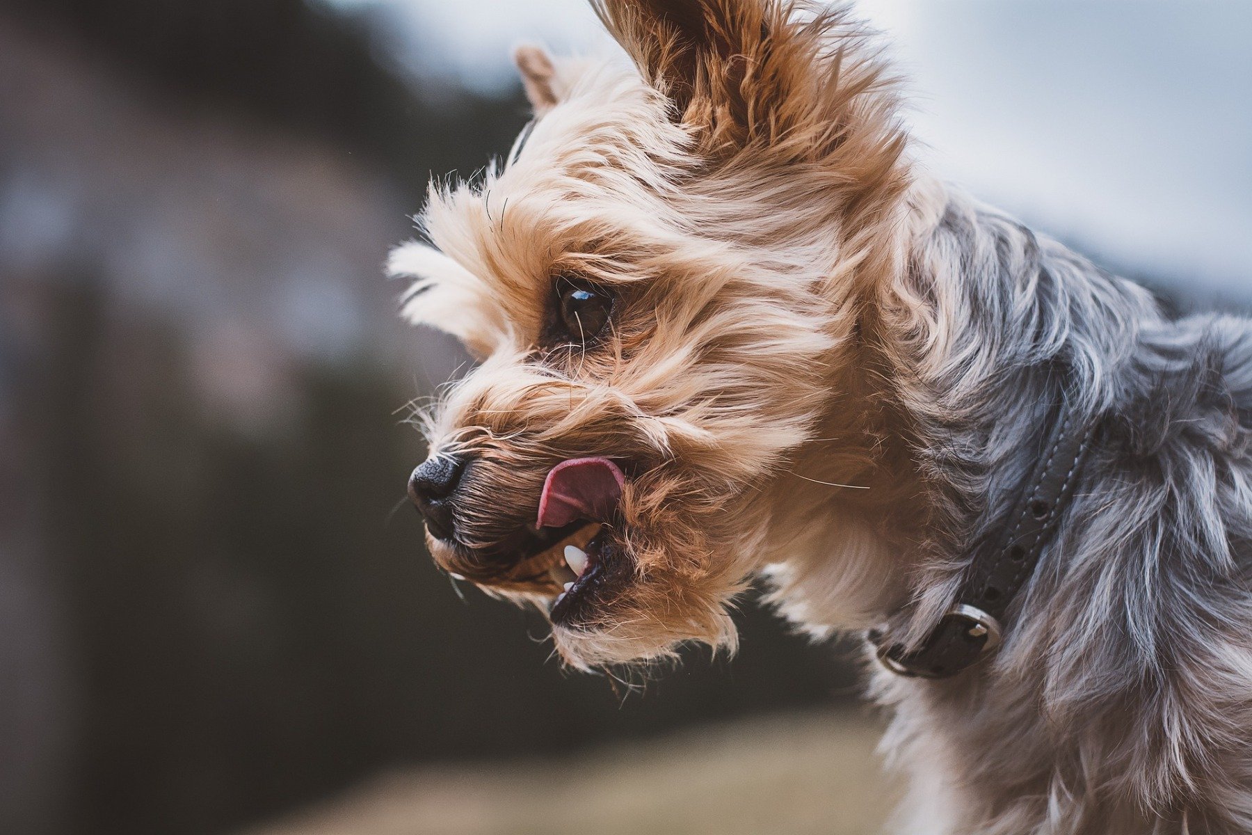 Seitenprofil Yorkshire Terrier mit getrimmtem Gesicht