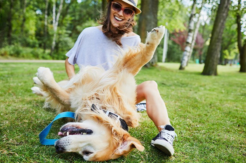 Hund wälzt sich und lässt sich den Bauch kraulen